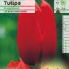 Tulipe tardive 'Kingsblood'