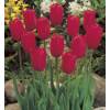 Tulipe tardive 'Kingsblood'