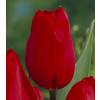 Tulipe tardive 'Kingsblood'