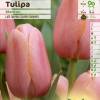 Tulipe tardive 'Menton'