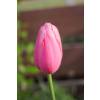 Tulipe tardive 'Menton'