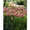 Tulipe tardive 'Menton'