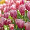 Tulipe tardive 'Menton'