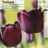 Tulipe tardive 'Queen of the Night'