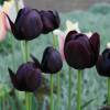 Tulipe tardive 'Queen of the Night'