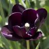 Tulipe tardive 'Queen of the Night'