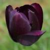 Tulipe tardive 'Queen of the Night'