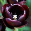 Tulipe tardive 'Queen of the Night'