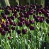 Tulipe tardive 'Queen of the Night'