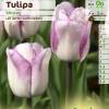 Tulipe tardive 'Shirley'