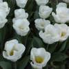 Tulipe triomphe 'Calgary'