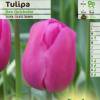 Tulipe triomphe 'Don Quichotte'