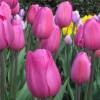 Tulipe triomphe 'Don Quichotte'