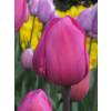 Tulipe triomphe 'Don Quichotte'