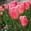 Tulipe triomphe 'Don Quichotte'