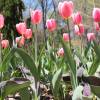 Tulipe triomphe 'Don Quichotte'