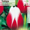 Tulipe triomphe 'Leen van der Mark'