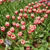 Tulipe triomphe 'Leen van der Mark'