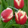 Tulipe triomphe 'Leen van der Mark'