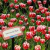 Tulipe triomphe 'Leen van der Mark'