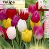 Tulipe triomphe en mlange