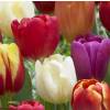 Tulipe triomphe en mlange