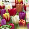 Tulipe triomphe en mlange