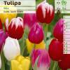 Tulipe triomphe en mlange