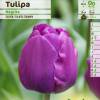 Tulipe triomphe 'Negrita'