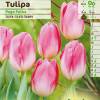 Tulipe triomphe 'Page Polka'