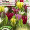 Tulipe Viridiflora en mlange