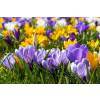 Bulbes Crocus petit prix - Fin de saison