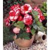 Bgonia Double 'Bouton de rose'