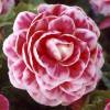 Bgonia Double 'Camelia'