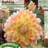 Dahlia Dcoratif 'Peaches and Cream'