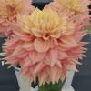 Dahlia Dcoratif 'Peaches and Cream'