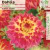 Dahlia Dcoratif 'Procyon'