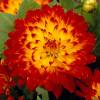 Dahlia Dcoratif 'Procyon'