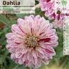 Dahlia Dcoratif 'Smokey'