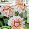 Dahlia Dcoratif 'Carribean Fantasy'