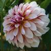 Dahlia Dcoratif 'Carribean Fantasy'