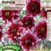 Dahlia Dcoratif 'Darkarin'