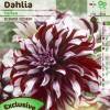 Dahlia Grandes Fleurs Dcoratif 'Tartan'