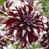 Dahlia Grandes Fleurs Dcoratif 'Tartan'