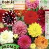 Dahlia Dcoratif en mlange