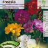 Freesia double en mlange