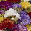 Freesia double en mlange