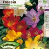 Freesia en mlange