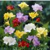 Freesia en mlange