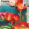 Freesia simple rouge